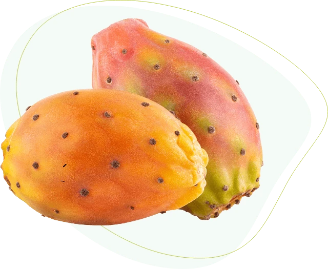 Figues de barbarie, ingrédient clé Cacti-Nea™