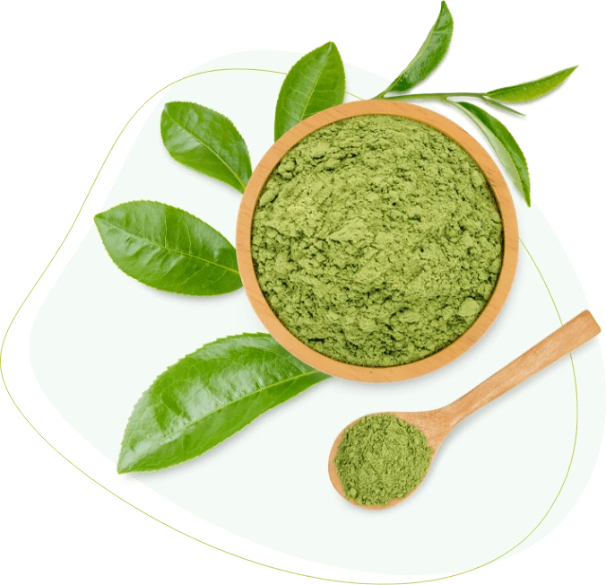 Poudre et feuilles de thé vert matcha