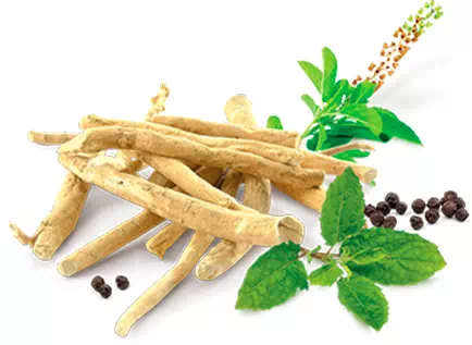 Image de l'ingrédient Rhodiolife pour la mémoire et le stress