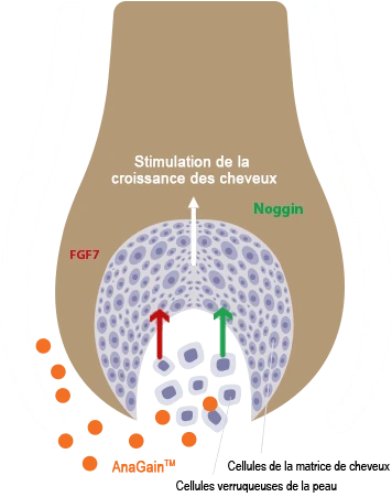 Locerin : Schéma du mécanisme d'action anti-chute