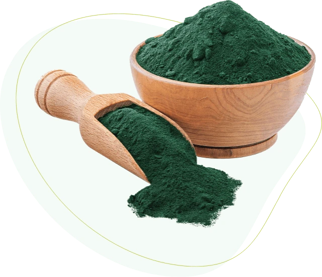 Gros plan sur la poudre de spiruline pure